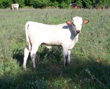 20 ,GAUGE HEIFER