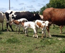 cowboy catchit calves