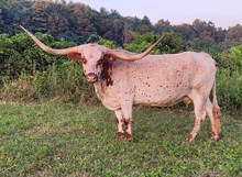 MM SelenaCommands Profit