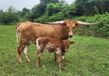 MM AccelerateYour Safari