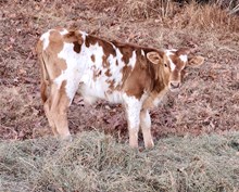 LTL RED SOUTHERN ROSIE 909 x Advantage 623 bull