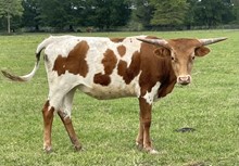 LTR JOLENE