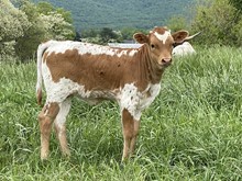 Indian Beauty/Powerwagon heifer