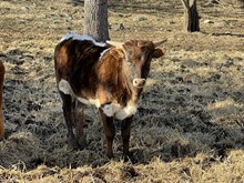 Lucky Monica/Catchit Bull