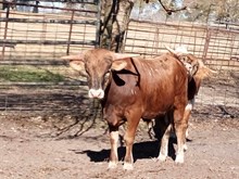 Game Changer 044 x Horseshoe J Audacious Bull