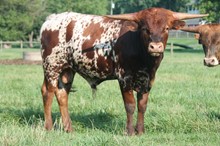 Awesome Bonita/Cherokee Bull