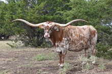 DUNN WHEEL OF FORTUNE