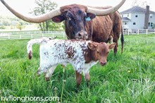 Bull