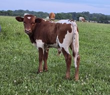 Bubba Tuff Chex x V V Sage Gypsy bull