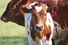 2023 Callie Heifer