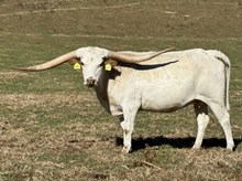 Profit Pure Commandment