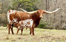 Horseshoe-J-Gimy-Da-Mony