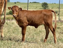 DCT - GAME CHANGER 044 x VIVIANA BCB (H)