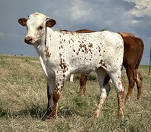 DCT - GAME CHANGER 044 x PACIFIC HENRIETTA (H)