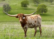 SLL SAVANNA