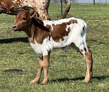 Game Changer x Added Value Heifer Calf