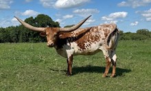 BL MATTIE 080