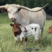 MM Whine2Command Profit