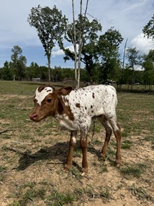 Ample 2025 Heifer Calf