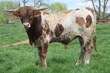 Lucky Lady/Powerwagon bull