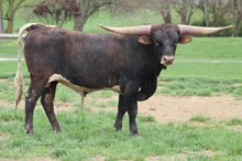 Pretty Monika/Cashed Out Bull