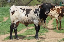 Rags to Riches/Jaguar bull