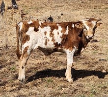 LTL RED SOUTHERN ROSIE 909 x Advantage 623 bull