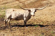 MM Miss Profit 4 Duchess