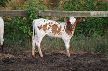 UNREGISTERED CALF