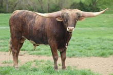 Hooked Up/Catchit bull