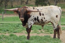 Horseshoe J Emoji/Catchit bull
