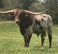 Sterling Inception 7