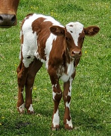 Sun-Kissed Heifer