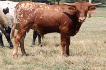 Jaguar/Horseshoe J Ambitious bull