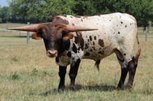 Lucky Lady/Powerwagon bull