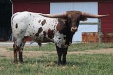 Horseshoe J Emoji/Catchit bull